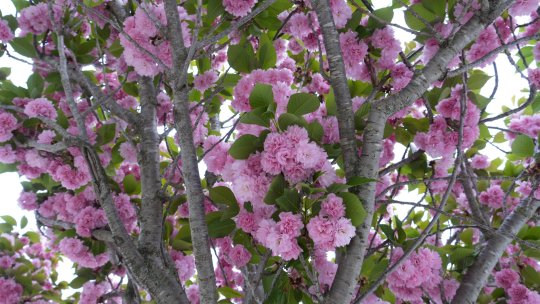 Temperaturile rămân apropiate de normal până spre finalul lui aprilie, când cresc șansele de ploaie